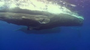 Что если Вас ПРОГЛОТИТ кит