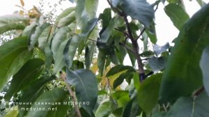 Хурма на моем участке