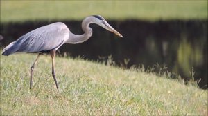 Another beautiful morning at Twin Lakes, Diamondhead; featuring a Great Blue Heron