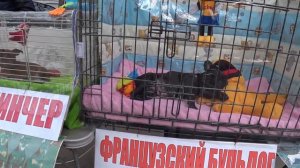 СОБАЧИЙ РЫНОК / Староконный рынок Одесса / РЫНОК ЖИВОТНЫХ / Полный обзор рынка ЧАСТЬ 1