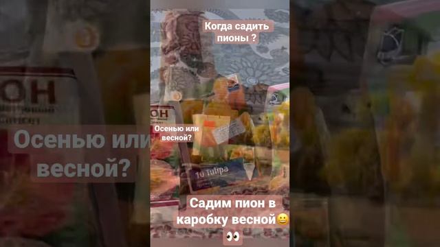 Когда садить ПИОНЫ. Садим пионы в коробку весной , а осенью для быстрого роста.