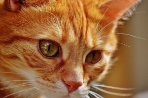 МУЗЫКА для КОШЕК Исцеляющая и Успокаивающая