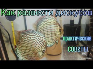 Как содержать и разводить Дискусов? Советы любителя