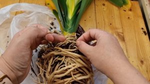 Разрушаем мифы - Кливия