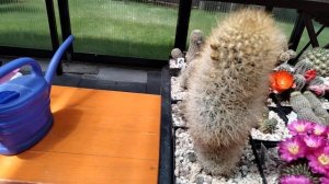 Кактусы ребуции и все о них....