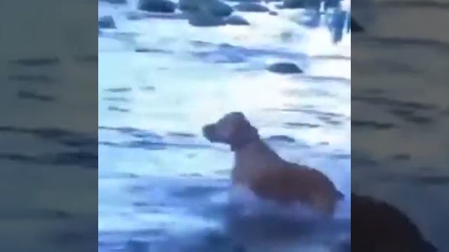 Хороша собака для рыбалки смотреть онлайн