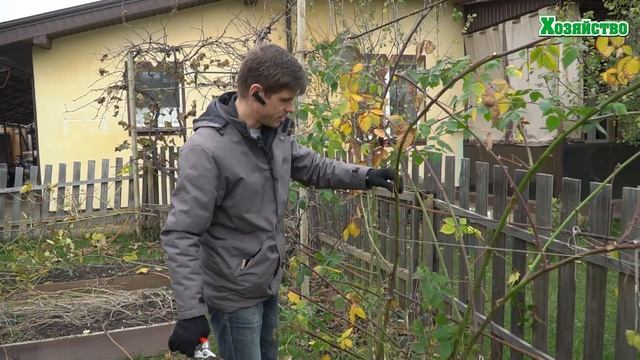 Супер способ обрезки ежевики! Обрезаем веером.