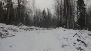 брошенный лес, лесорубы сбежали в Ольховку