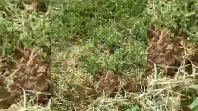 Павловния дарахти кучатлари Самарканд вилоятида екилди
