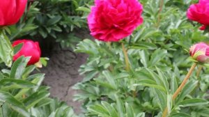 Illini Belle | R2 Flowers BV | Peonies