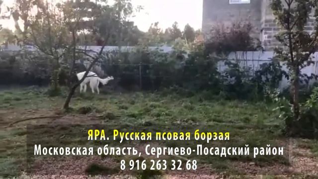 Нашлась! ЯРА. Русская псовая борзая. Московская область, Сергиево-Посадский район