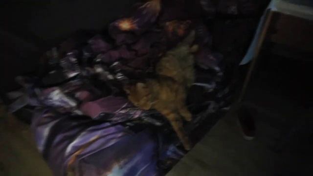 Как спит мой кот Батон Диваныч? смотреть онлайн