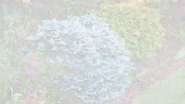 Декоративные деревья для сада и двора