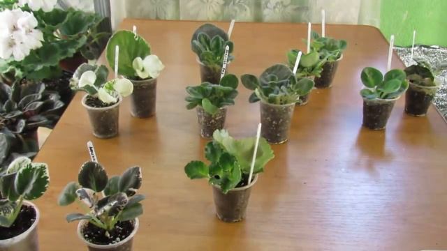 КАКИЕ ДЕТКИ ФИАЛКИ ГОТОВЫ К ОТДЕЛЕНИЮ ОТ МАТЕРИНСКОГО ЛИСТА 1 смотреть онлайн