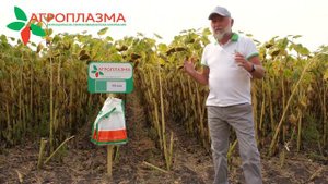 Гибрид подсолнечника нового поколения для северных регионов ЮЛИЯ.