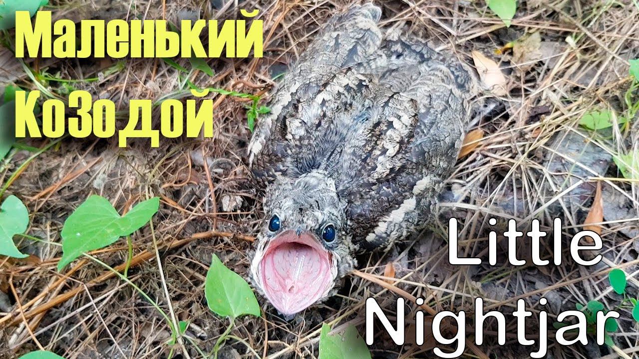 Маленький Козодой умеет постоять за себя! / Little nightjar смотреть онлайн