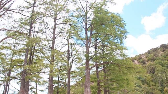 Анапские пожарные продолжают полив кипарисов в Долине Сукко смотреть онлайн