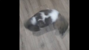 Щенок лайки в 2 месяца играет в квартире. Борется как Хабиб.