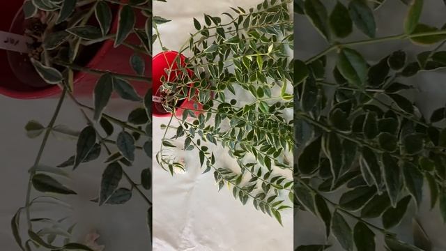 хойя Белла альбомаргината( Hoya Bella albomarginata). В ожидании цветения! смотреть онлайн