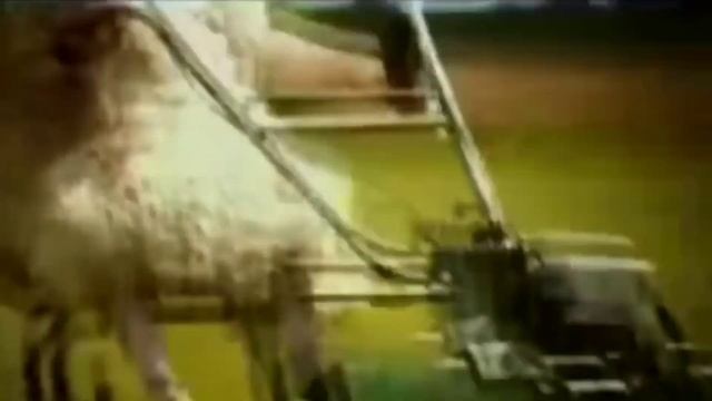 овцы ездят на мотоцикле (оригинал) смотреть онлайн