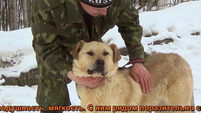 Барон. Ногинский приют для животных.