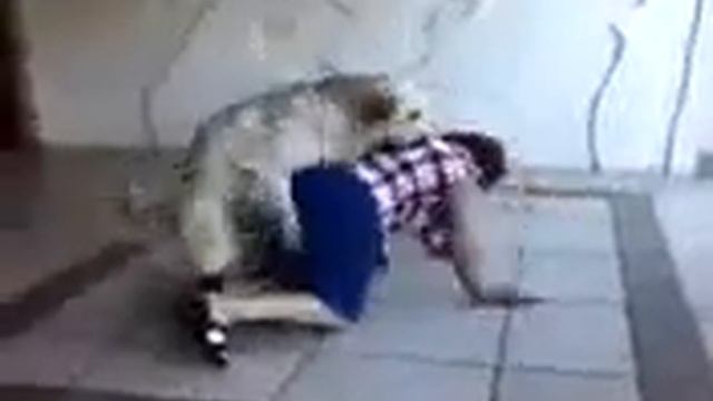 Пёс кекса захотел смотреть онлайн