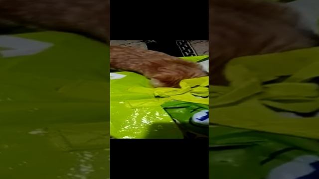 Работник таможни.