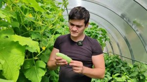 Небольшой эпизод из жизни альфовода