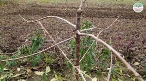 Формировка черешни. Формировка черешни система Солакс. Как формировать черешню. Солакс ознакомления