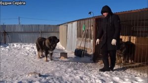 Кавказские овчарки неуправляемы год спустя!