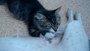 Собака кормит кошку.MPG