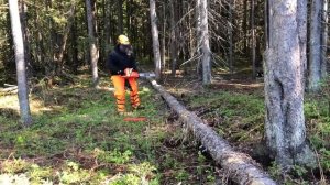 ECHO CS-620P Review: Comparing ECHO & STIHL Chainsaws
