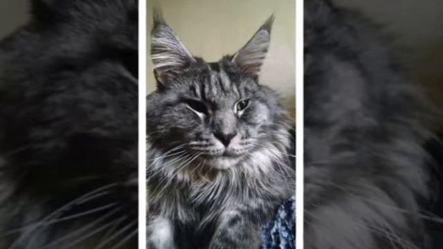 Мейн-кун.