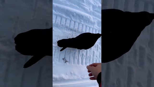 Процесс тренировки ворона! #aboutbirds #animal #raven #воронгоша #birdtraining