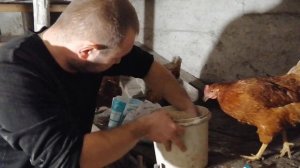 Небольшие секреты повышения яйценоскости кур несушек Ломан Браун.