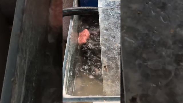 Африканский сом ест сосиски смотреть онлайн