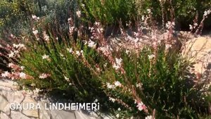 Gaura lindheimeri. Garden Center online Costa Brava - Girona.