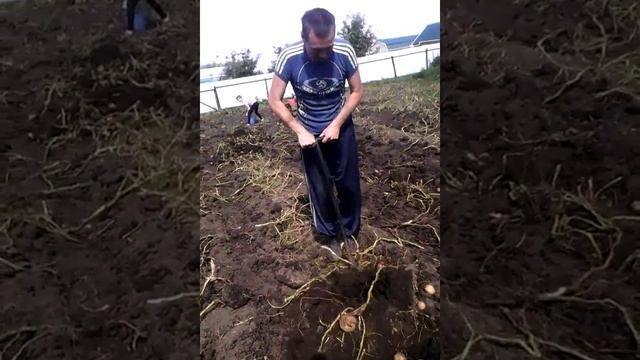самодельная картофелекопалка чудо лопата в доработанном виде смотреть онлайн