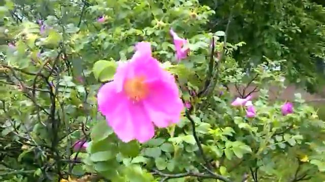 Красивый куст шиповника возле дороги/ Beautiful wild rose bush near the road