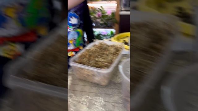 Плантация спагмосса в московской квартире. Пересадка орхидеи.
