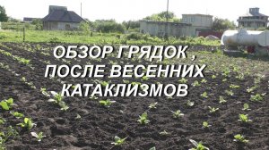 ОБЗОР ГРЯДОК ПОСЛЕ ВЕСЕННИХ КАТАКЛИЗМОВ ( 6.06.22.)