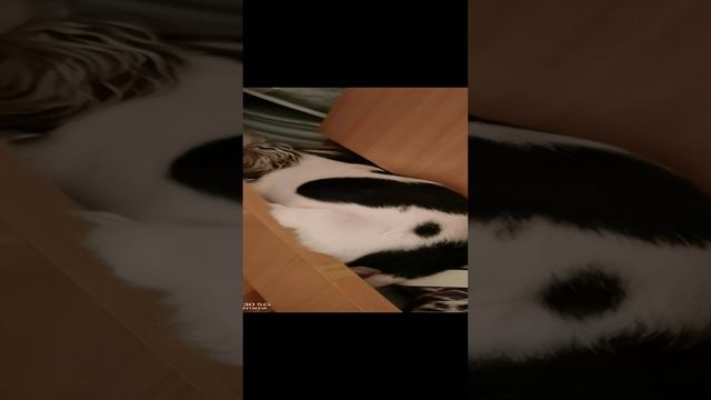 бивер прикол смотреть онлайн