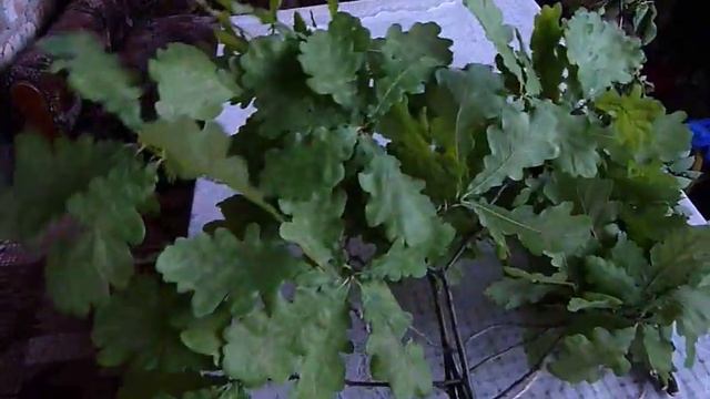 Заготовки для кроликов на зиму: "веники различных деревьев" смотреть онлайн