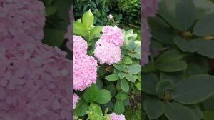 Гортензии крупнолистные,цветущие на побегах прошлого и текущего года