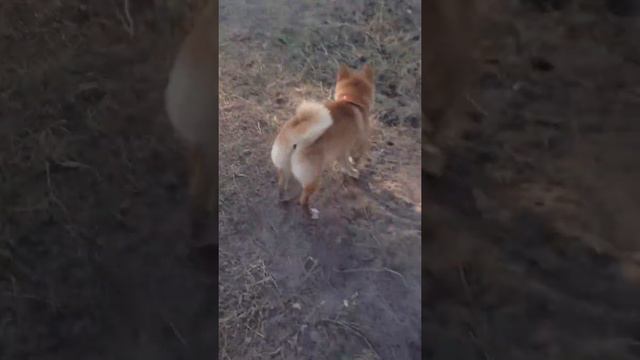 Сибу Ину смотреть онлайн