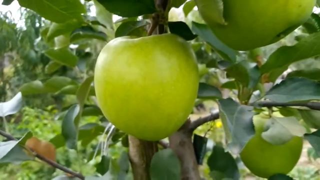 Яблуня Мутсу. смотреть онлайн