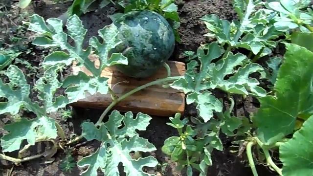 Sugar Baby Watermelon - Sandia Baby Dulce Citrullus lanatus (English Version) смотреть онлайн