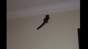 Знакомтесь, это мои домашние животные - сахарный поссум / белка летяга