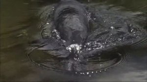 Как дышит самая большая рыба Амазонии — пираруку (Arapaima gigas) ?