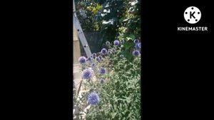 Мордовник или синеголовник #Shorts